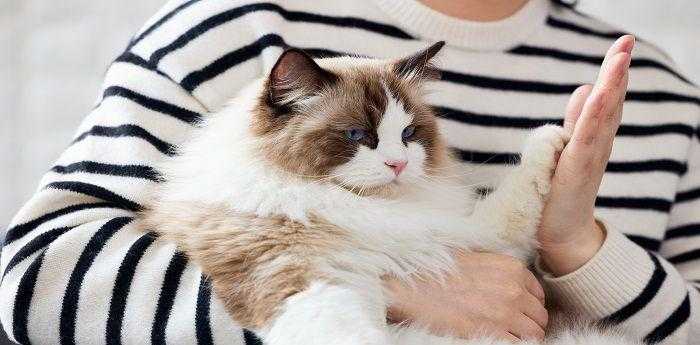 梦到猫丢了不停的找猫什么预示