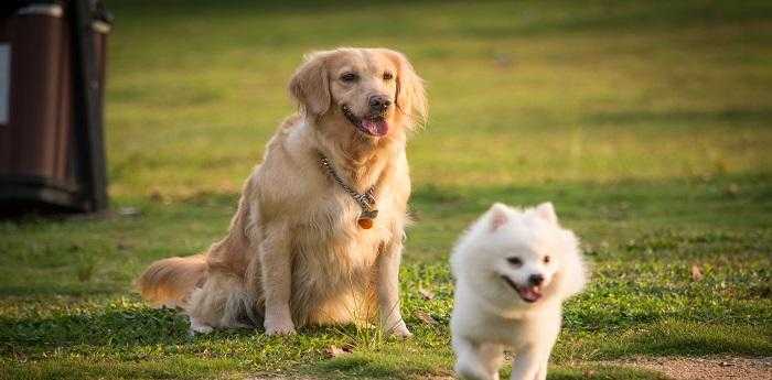 梦到金毛犬是什么意思