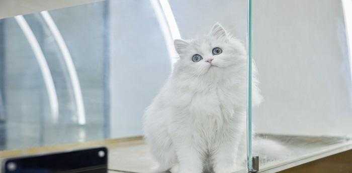 梦到猫说人话暗示什么