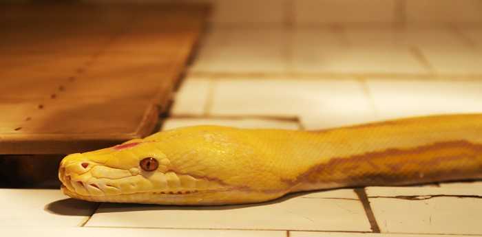 梦到把蛇打死了是什么意思