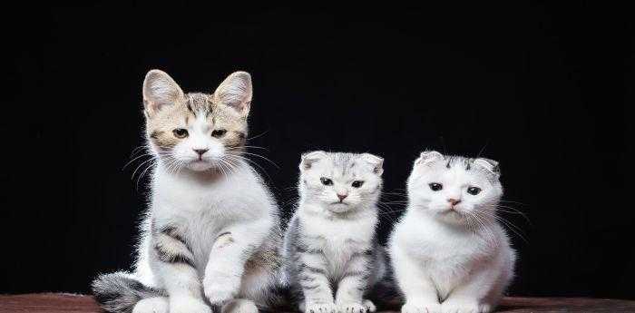 梦到猫什么意思