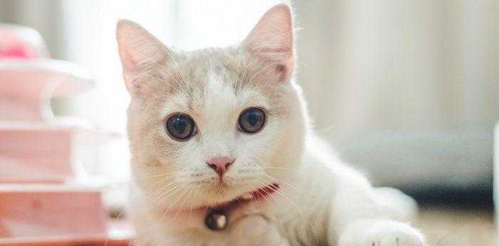 梦见猫是什么预兆