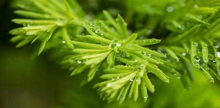 梦见在雨中走路是什么意思