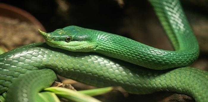 做梦梦到蛇缠身是什么意思