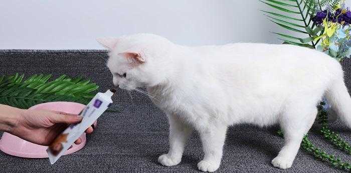 梦见猫吃鱼什么意思