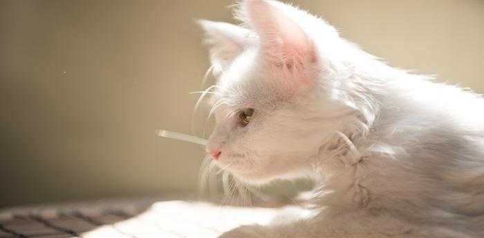 梦见猫吃鱼什么预示