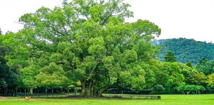 梦见柳树开白花了是什么意思