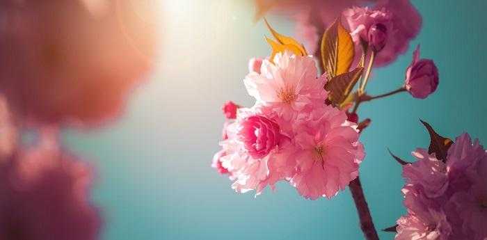 梦见满院子的花还有果树是什么意思