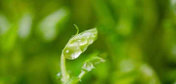 梦见烂木头在水里生根发芽是什么预示