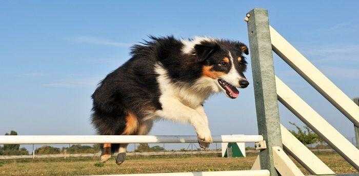 金犬野地巡是什么生肖