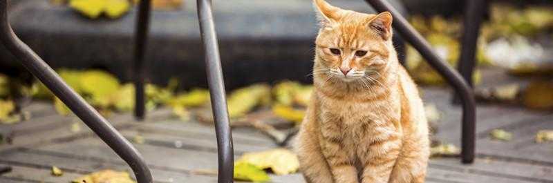 做梦梦见猫