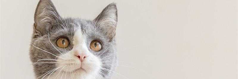 梦见猫