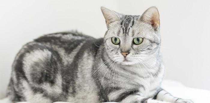梦见猫