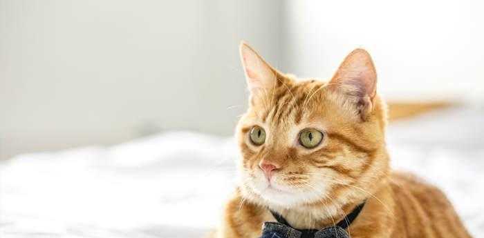 梦到猫缠着自己赶不走