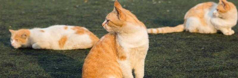做梦梦到被猫抓伤是什么预示