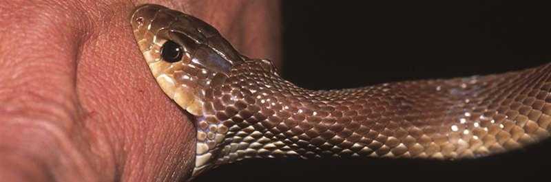 梦见被蛇咬了,把蛇打死了