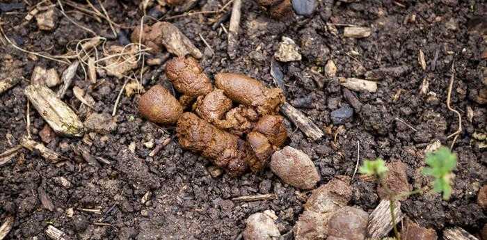 女人梦见粪坑满全是粪