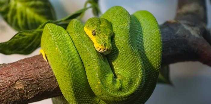 晚上做梦梦到蛇