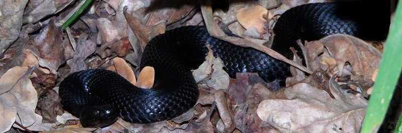 晚上做梦梦到蛇