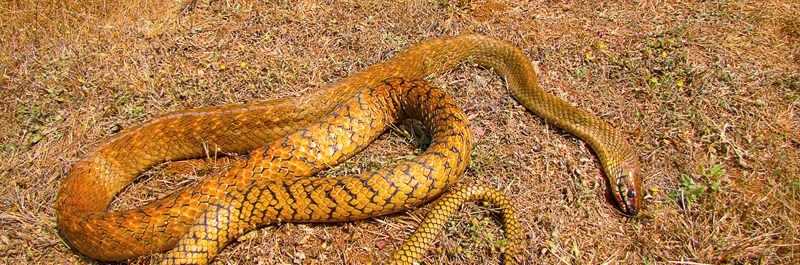 孕妇做梦梦到蛇