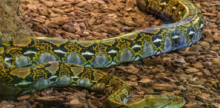 孕妇做梦梦到蛇