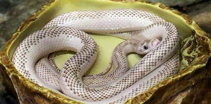 女人梦见被蛇咬又把蛇打死了