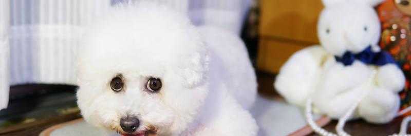 梦见一群小狗崽是什么预示