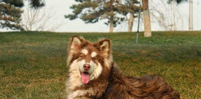 梦见一群小狗崽是什么意思