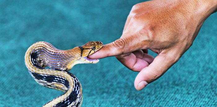 做梦梦到蛇是好事还是坏事