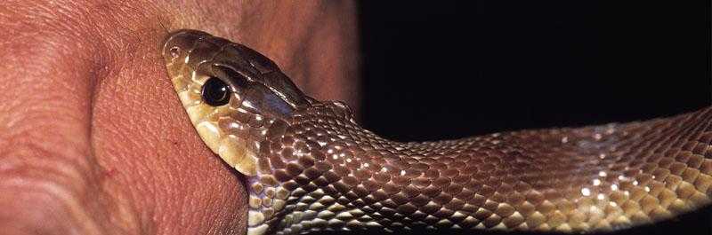 做梦梦到蛇是好事还是坏事