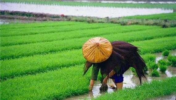 梦见田里插秧是什么预示