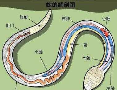 梦见小花蛇是什么意思