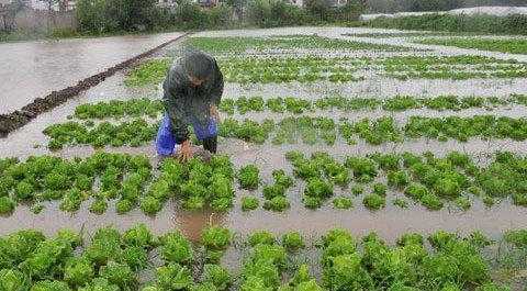 梦见自己家田地被水淹了