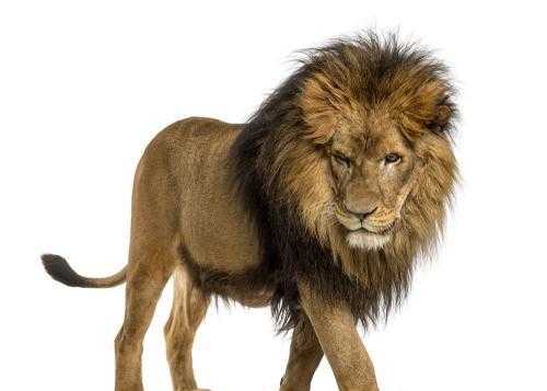 做梦梦见两只狮子和龙什么预示