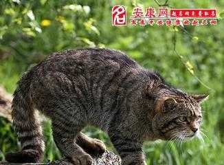 梦见家里好多野猫