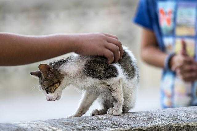 梦见自家猫咬手