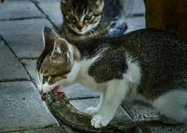 梦见吃鱼被猫吃了