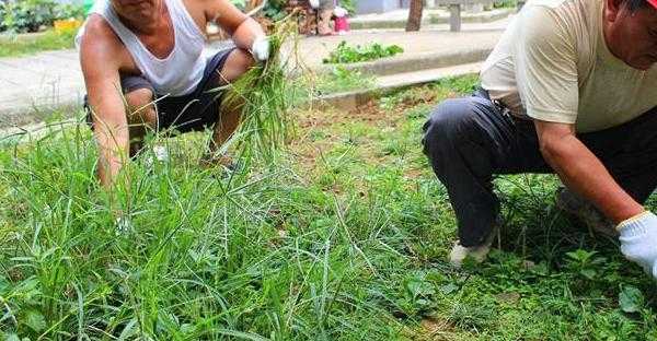 梦见拔鸡枞有什么预兆