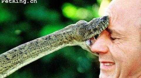 男人梦见左手被蛇咬了