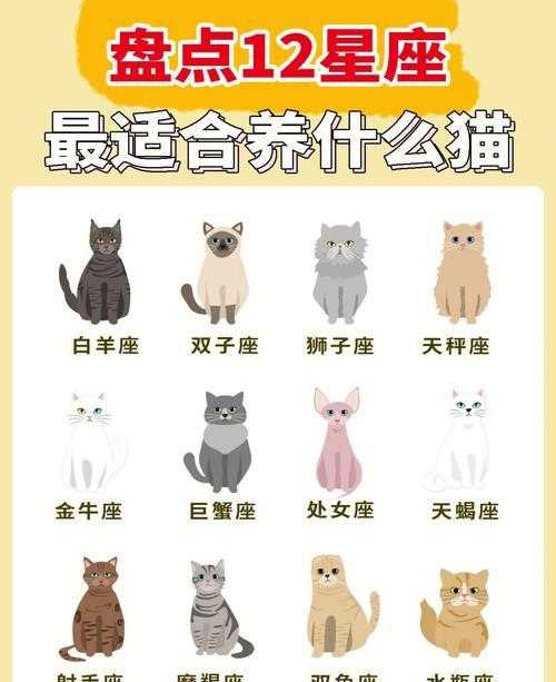 猫咪性格怎么养成