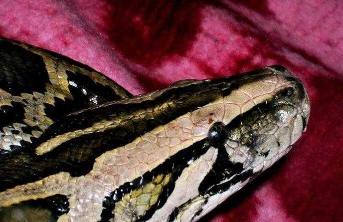 梦见看到朋友被蛇咬