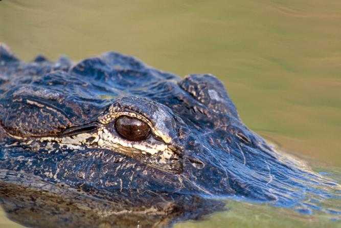 梦见打死鳄鱼是什么预示