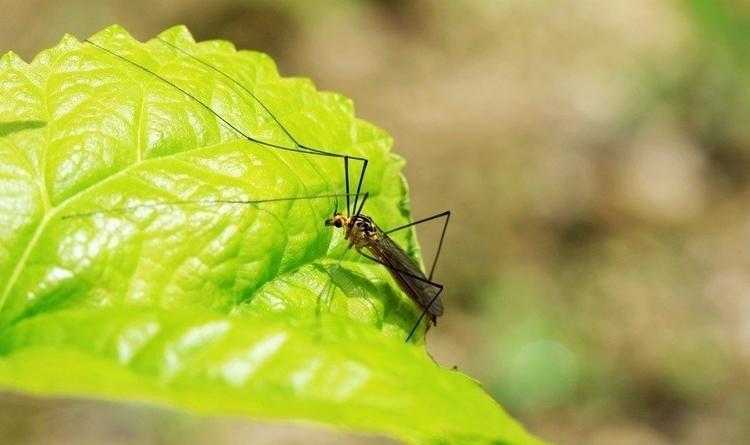 梦见自己小腿血管流血