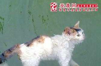 梦见猫电死了