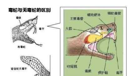 梦见蟒蛇和毒蛇是什么意思