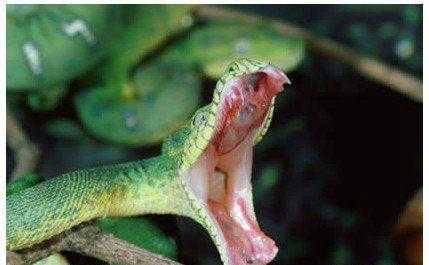 梦见被蛇咬到鼻子了 