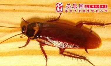 梦见枕头里有死蟑螂