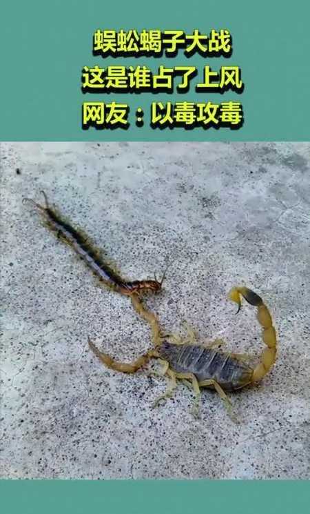 梦见蜈蚣蝎子飞虫