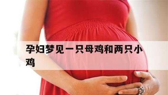 孕妇梦见一群小鸡