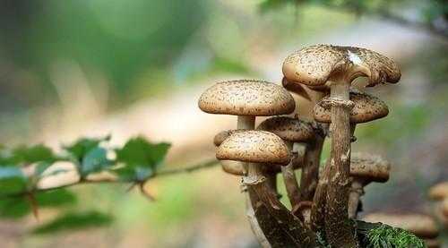 梦见山上有很多蘑菇